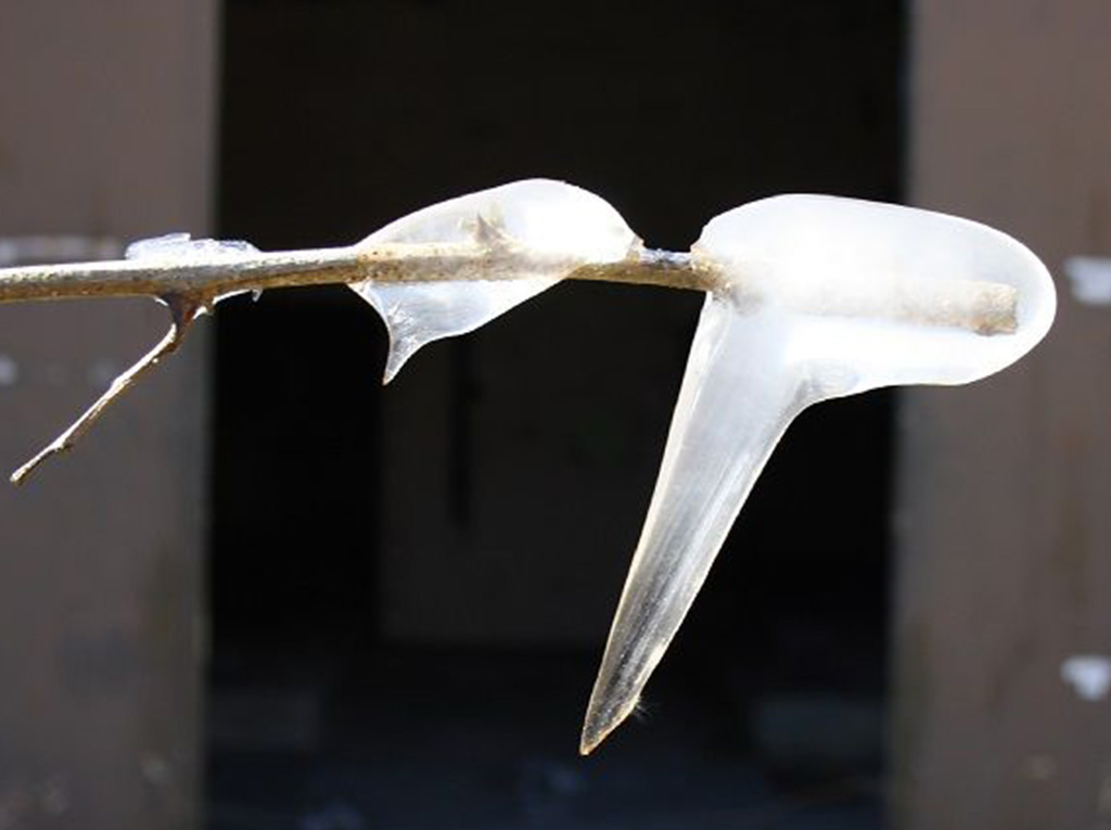 A branch stick covered with melting ice.