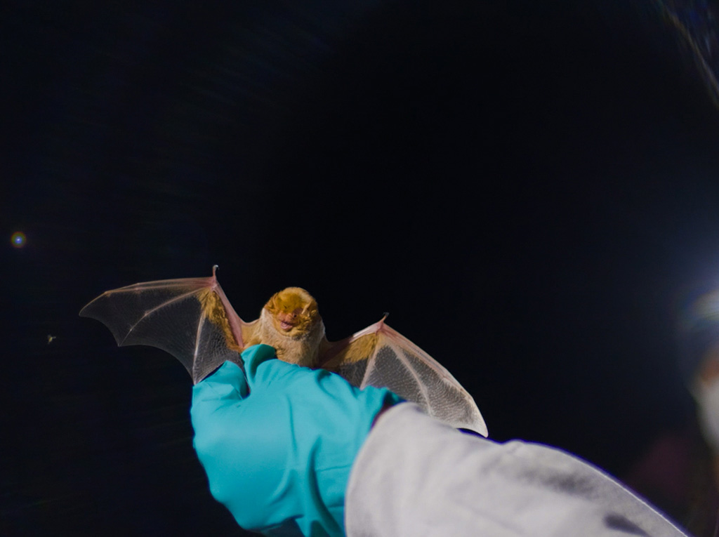 A small bat grab by a hand with a light blue silicone glove in a dark night.