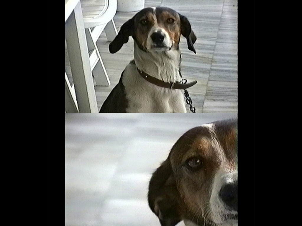 Two images of a dog on black background