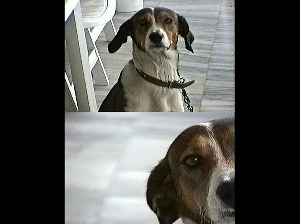 Two images of a dog on black background